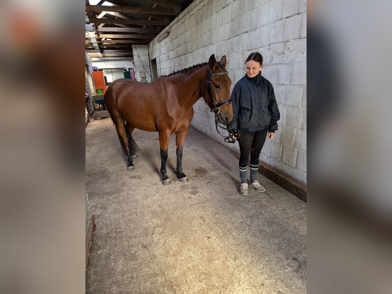 Knabstrup Mare 3 years 14,1 hh Brown in NUTTELN