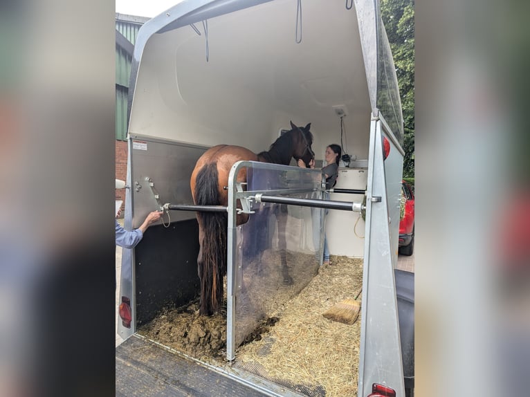 Knabstrup Mare 3 years 14,1 hh Brown in NUTTELN