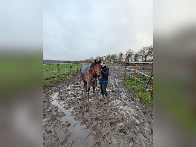 Knabstrup Mare 3 years 14,1 hh Brown in NUTTELN