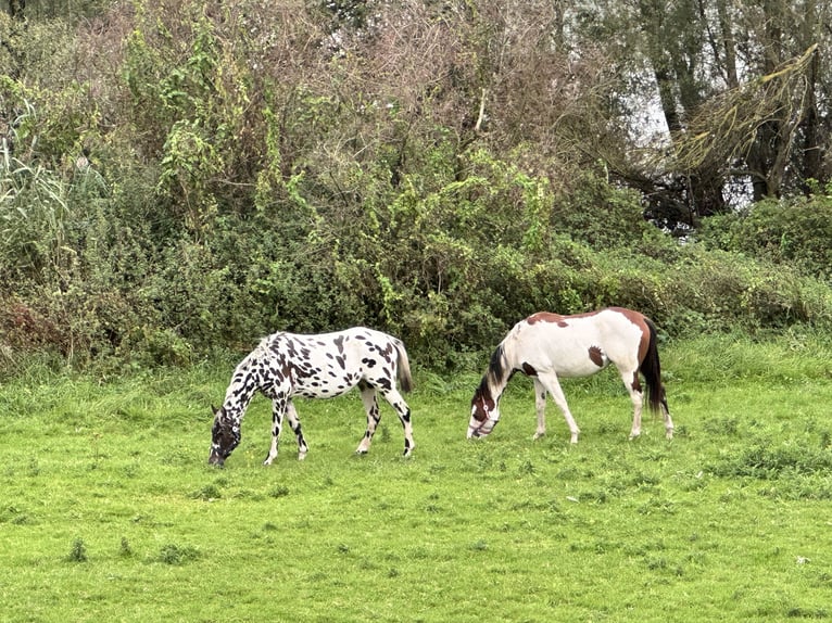 Knabstrup Mix Mare 3 years 14,2 hh Leopard-Piebald in Lobith