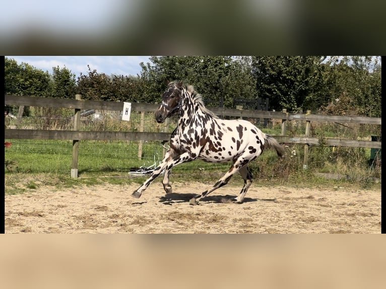 Knabstrup Mix Mare 3 years 14,2 hh Leopard-Piebald in Lobith