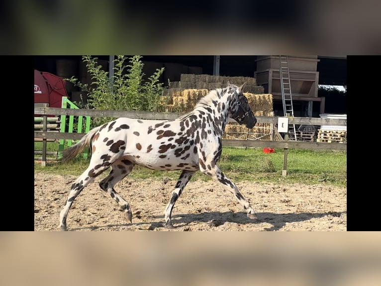 Knabstrup Mix Mare 3 years 14,2 hh Leopard-Piebald in Lobith