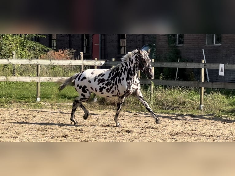 Knabstrup Mix Mare 3 years 14,2 hh Leopard-Piebald in Lobith