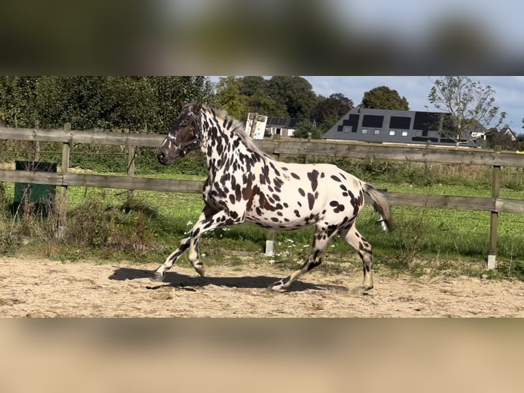 Knabstrup Mix Mare 3 years 14,2 hh Leopard-Piebald in Lobith