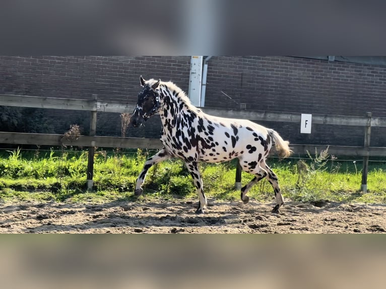 Knabstrup Mix Mare 3 years 14,2 hh Leopard-Piebald in Lobith