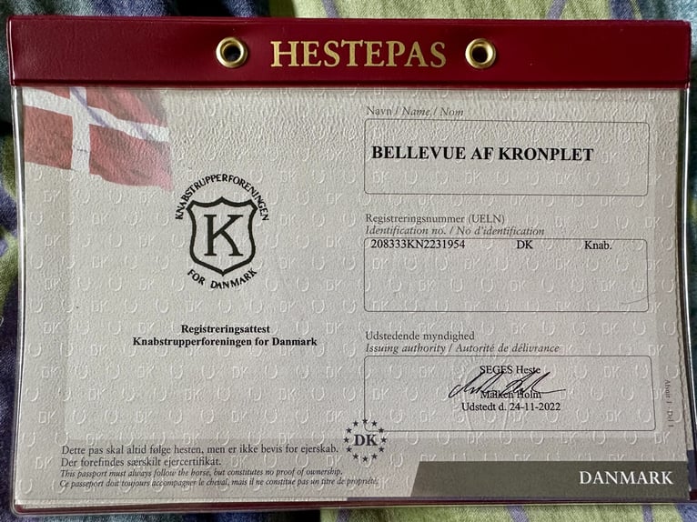 Knabstrup Mare 3 years 14,2 hh Leopard-Piebald in Fredensborg