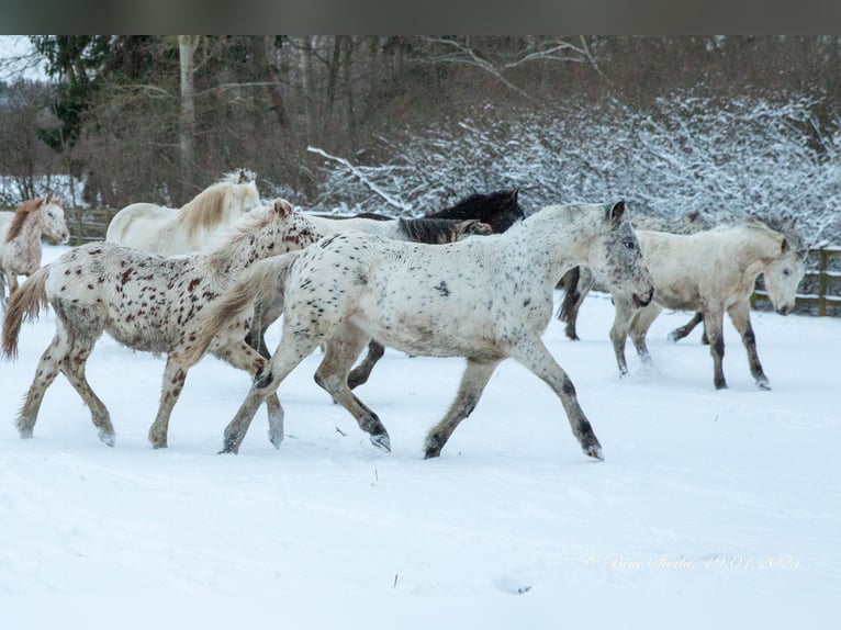 Knabstrup Mare 3 years 14,3 hh Leopard-Piebald in Fredensborg
