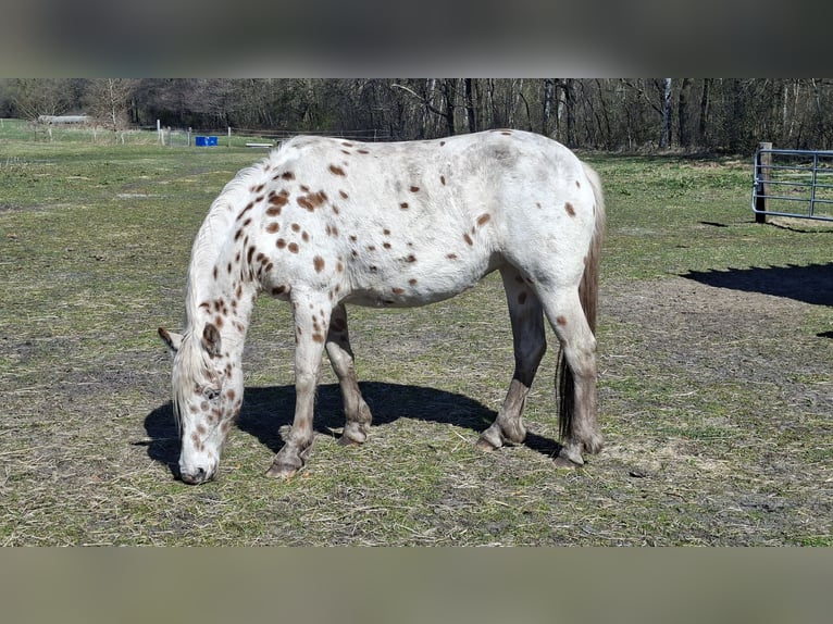 Knabstrup Mare 3 years 15.1 hh Leopard-Piebald in Hollenstedt