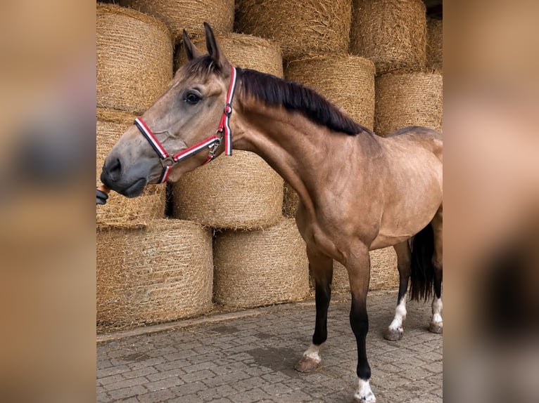 Knabstrup Mare 3 years 15.2 hh Leopard-Piebald in Flarupholz