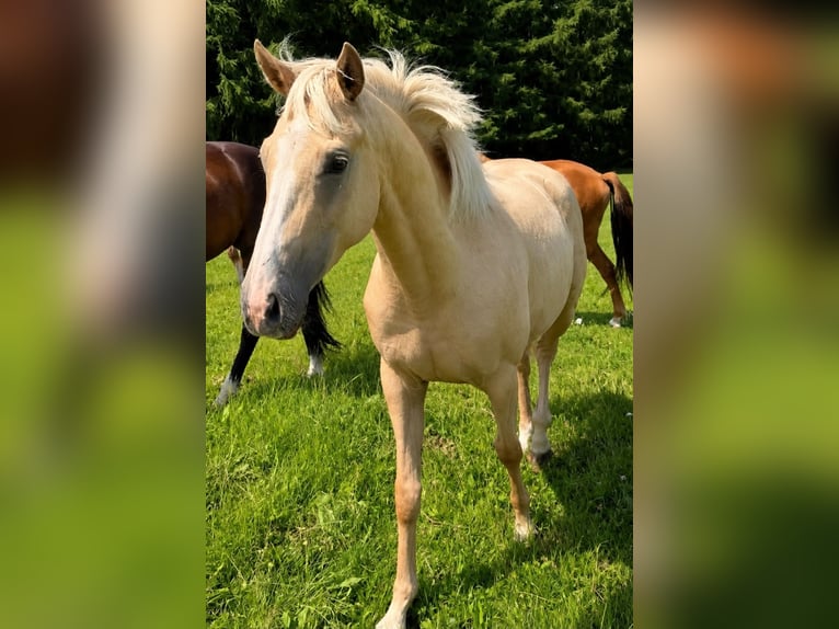 Knabstrup Mare 3 years 15.2 hh Leopard-Piebald in Flarupholz