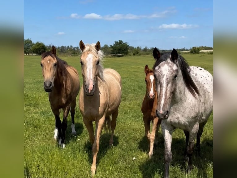Knabstrup Mare 3 years 15.2 hh Leopard-Piebald in Flarupholz