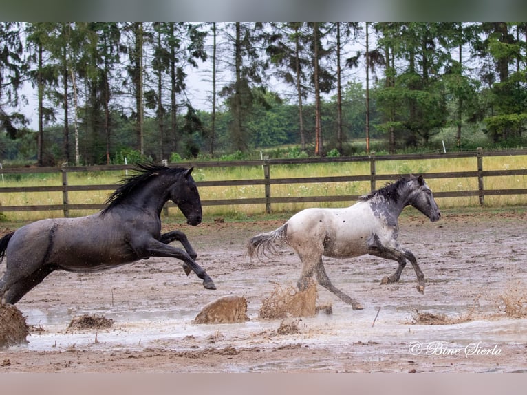 Knabstrup Mare 3 years 15 hh Leopard-Piebald in Fredensborg