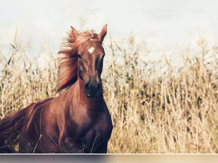 Knabstrup Mare 3 years 15,1 hh Leopard-Piebald in Spreenhagen