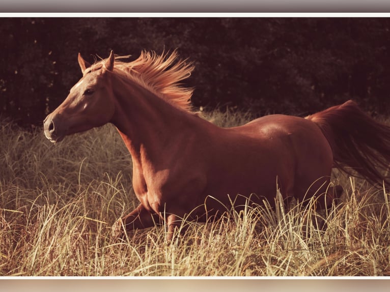 Knabstrup Mare 3 years 15,1 hh Leopard-Piebald in Spreenhagen