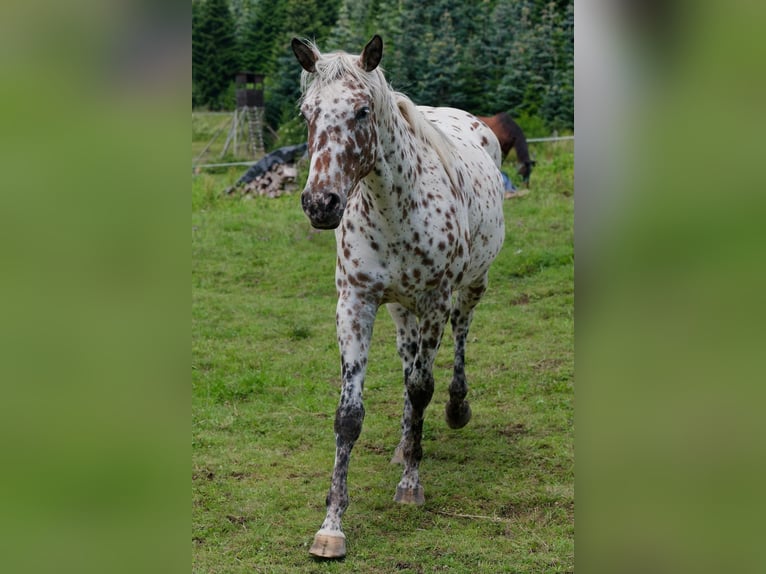 Knabstrup Mare 3 years 16 hh Leopard-Piebald in Winden