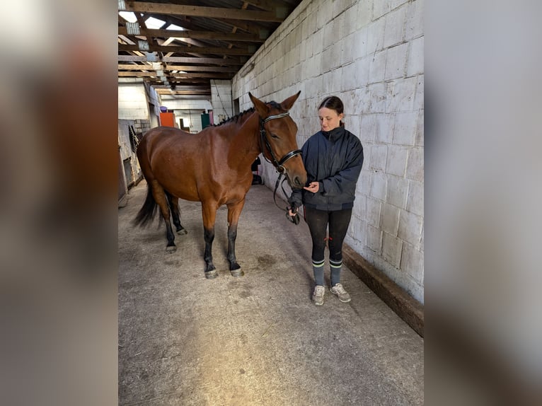 Knabstrup Mare 4 years 14,1 hh Brown in NUTTELN