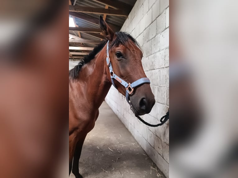 Knabstrup Mare 4 years 14,1 hh Brown in NUTTELN