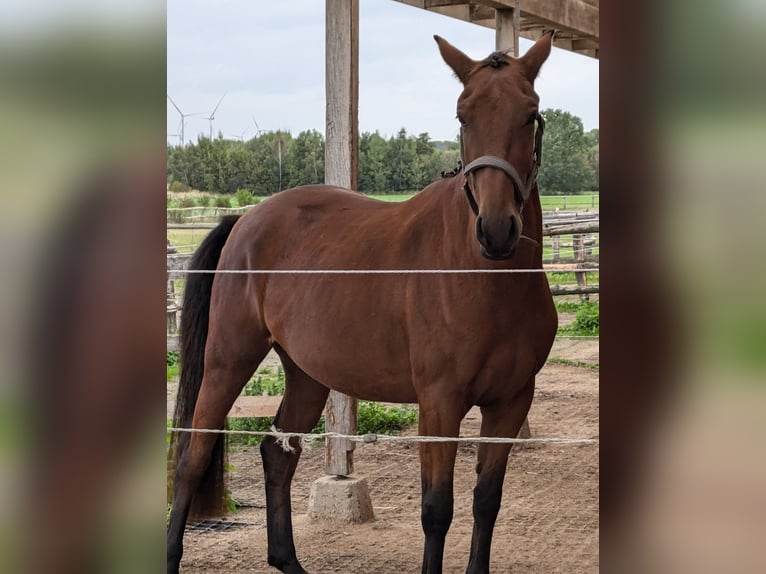 Knabstrup Mare 4 years 14,1 hh Brown in NUTTELN