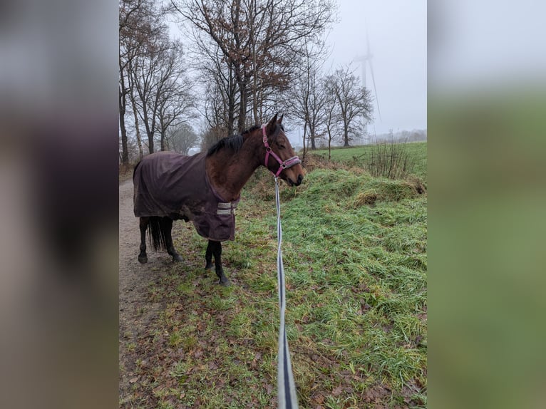 Knabstrup Mare 4 years 14,1 hh Brown in NUTTELN