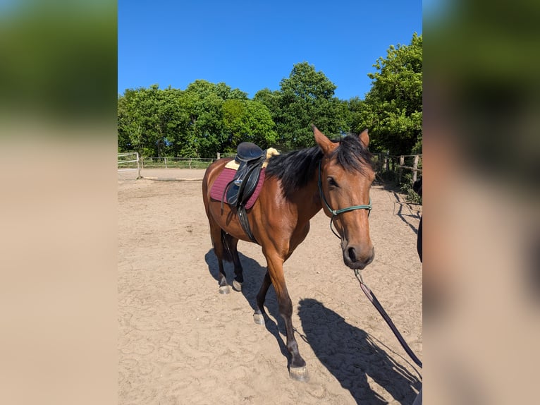 Knabstrup Mare 4 years 14,1 hh Brown in Vaale