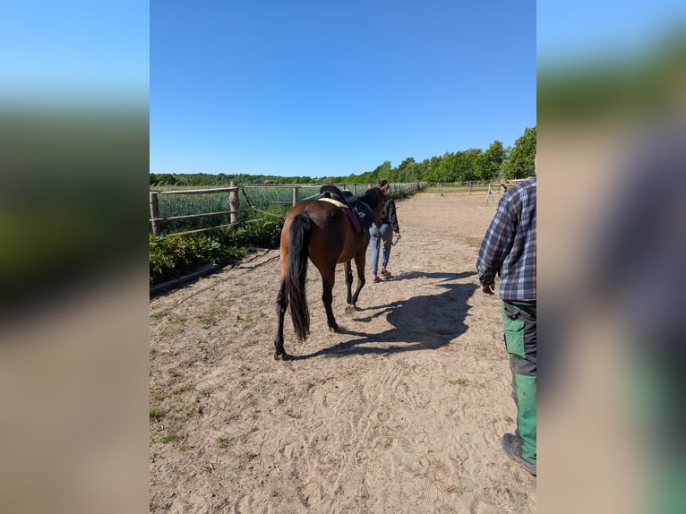 Knabstrup Mare 4 years 14,1 hh Brown in Vaale