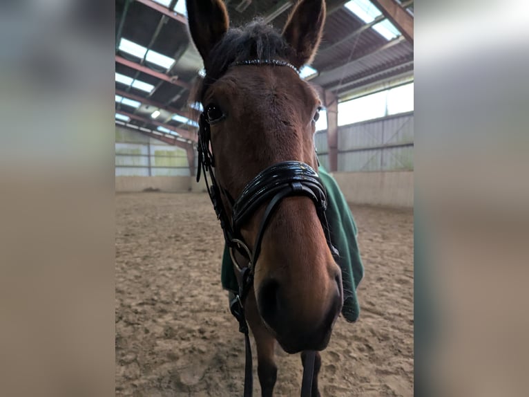 Knabstrup Mare 4 years 14,1 hh Brown in Vaale
