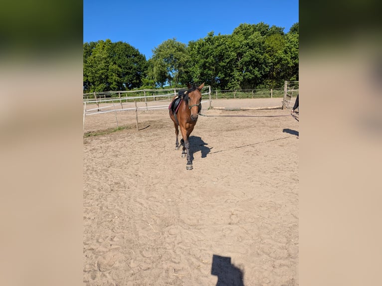 Knabstrup Mare 4 years 14,1 hh Brown in Vaale