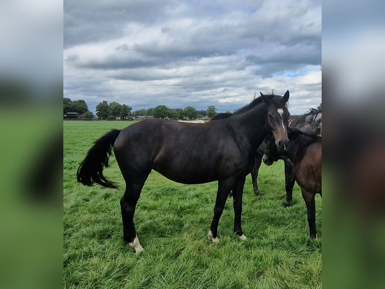 Knabstrup Mix Mare 4 years 14,1 hh Brown in Lathen
