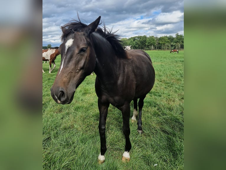 Knabstrup Mix Mare 4 years 14,1 hh Brown in Lathen