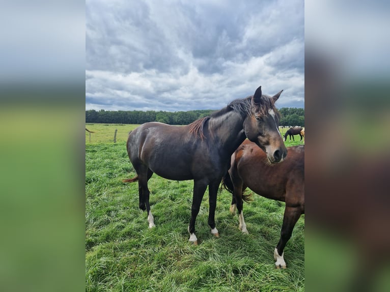 Knabstrup Mix Mare 4 years 14,1 hh Brown in Lathen