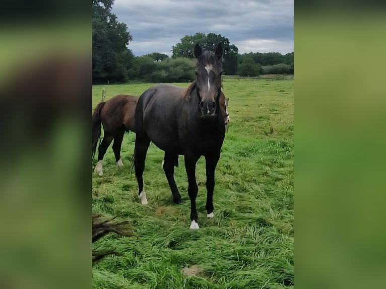 Knabstrup Mix Mare 4 years 14,1 hh Brown in Lathen