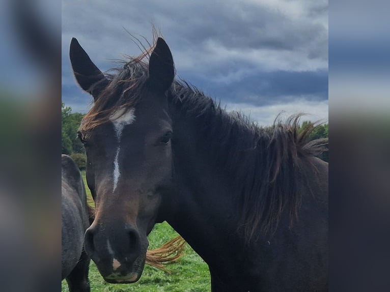 Knabstrup Mix Mare 4 years 14,1 hh Brown in Lathen
