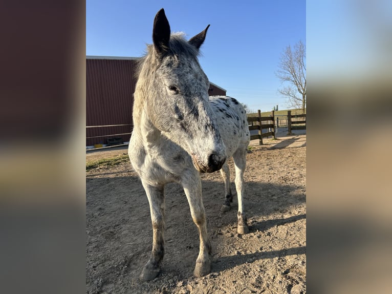 Knabstrup Mare 4 years 14,2 hh in Westoverledingen