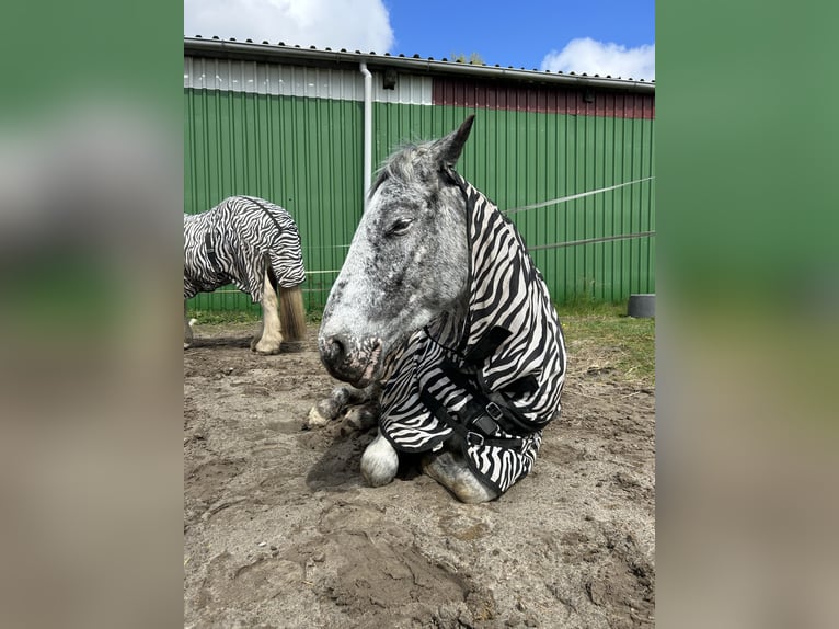 Knabstrup Mare 4 years 14,2 hh in Westoverledingen