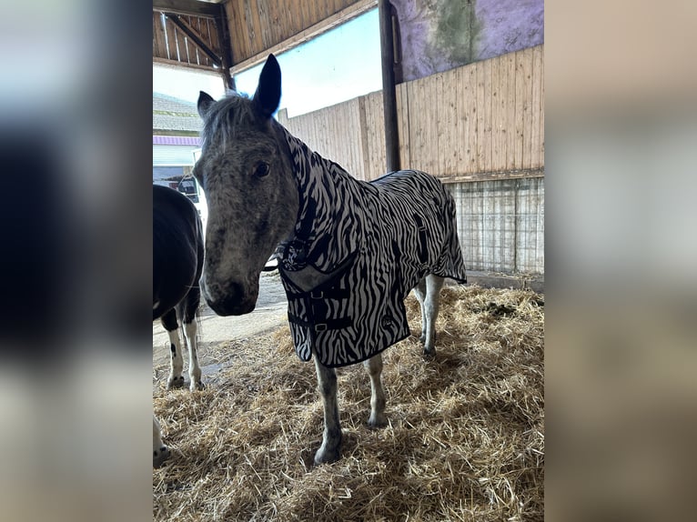 Knabstrup Mare 4 years 14,2 hh in Westoverledingen