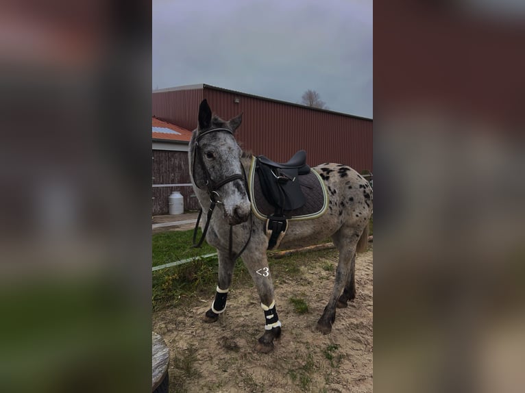 Knabstrup Mare 4 years 14,2 hh in Westoverledingen