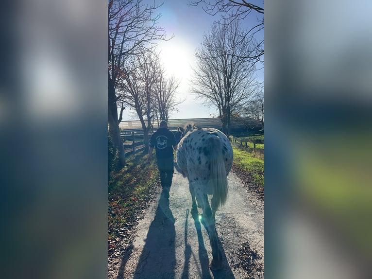 Knabstrup Mare 4 years 14,2 hh in Westoverledingen
