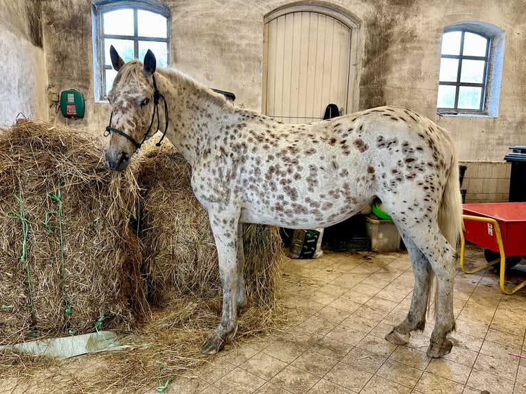 Knabstrup Mare 4 years 14,3 hh Leopard-Piebald in Fredensborg