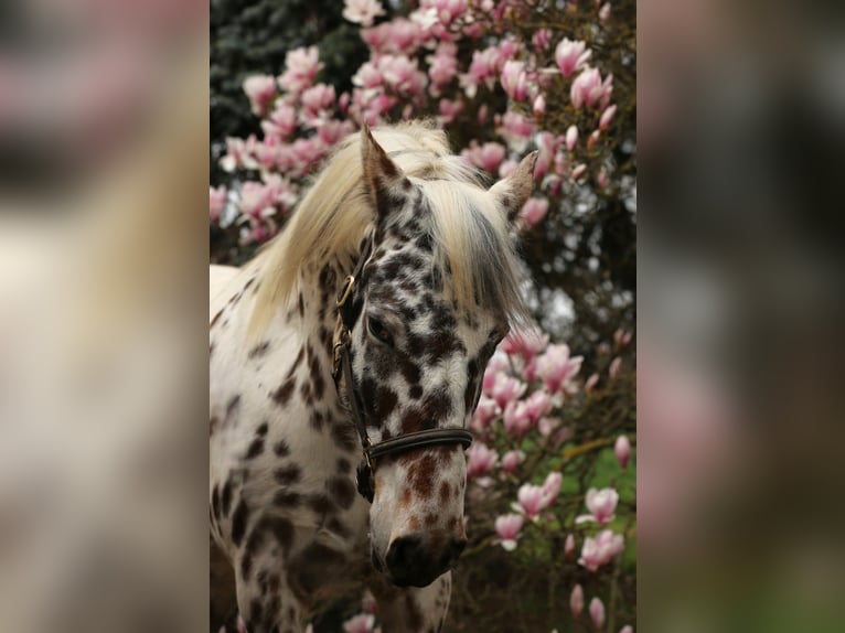 Knabstrup Mare 4 years 15.1 hh Leopard-Piebald in Rehburg-Loccum