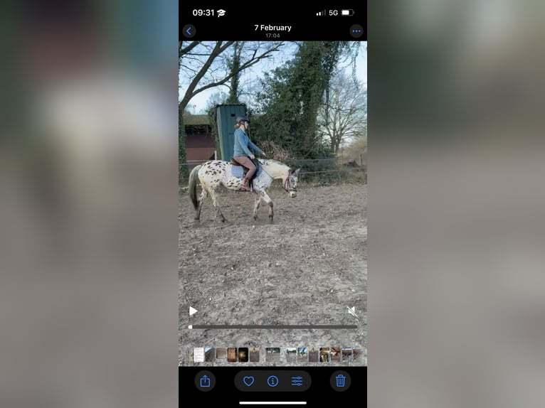 Knabstrup Mare 4 years 15.1 hh Leopard-Piebald in Nordhorn