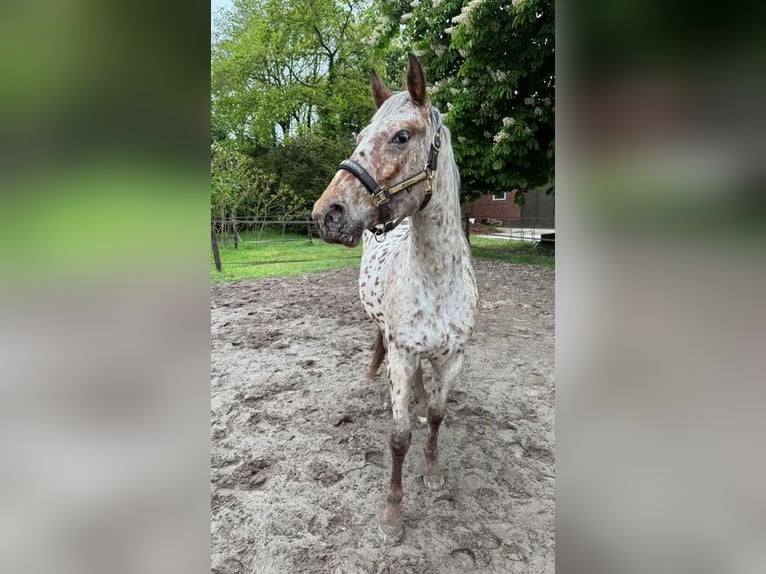 Knabstrup Mare 4 years 15.1 hh Leopard-Piebald in Nordhorn
