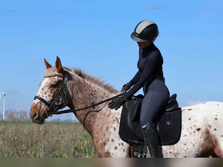 Knabstrup Mare 4 years 16 hh  in Weilerswist