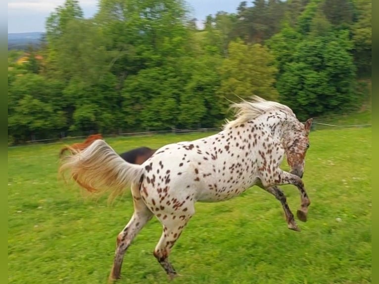 Knabstrup Mare 4 years 16 hh Leopard-Piebald in Nittenau