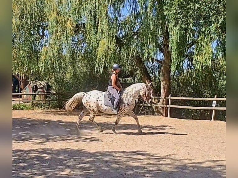 Knabstrup Mare 4 years 16 hh Leopard-Piebald in Nittenau