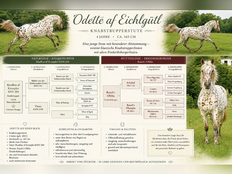 Knabstrup Mare 4 years 16 hh Leopard-Piebald in Nittenau