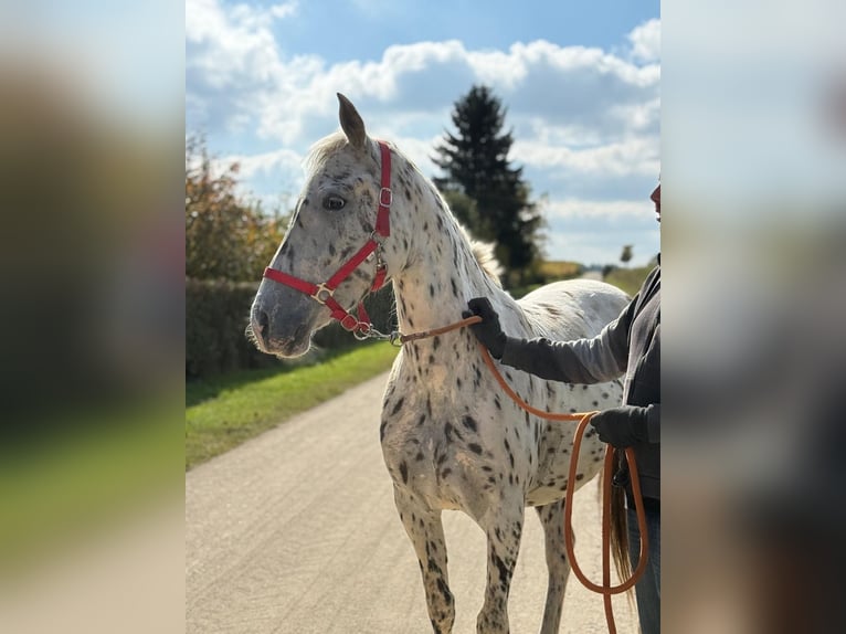 Knabstrup Mare 5 years 15,1 hh Leopard-Piebald in Achstetten