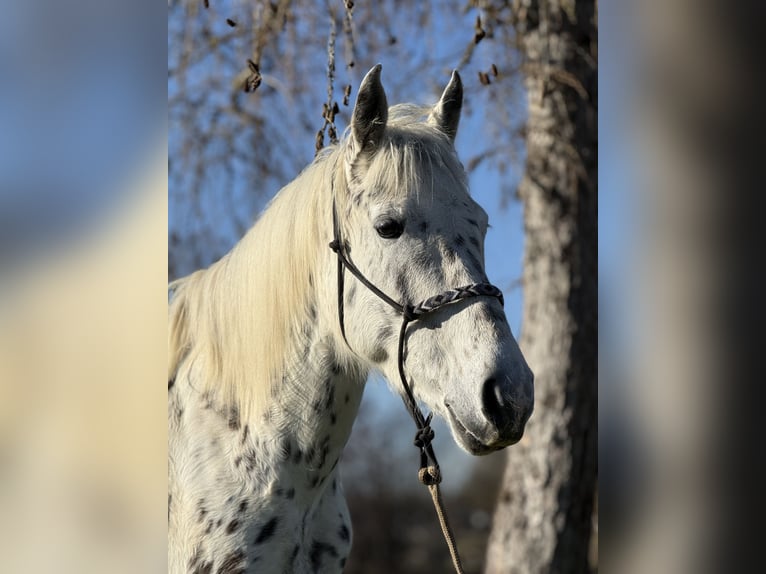 Knabstrup Mare 5 years 15,1 hh Leopard-Piebald in Achstetten