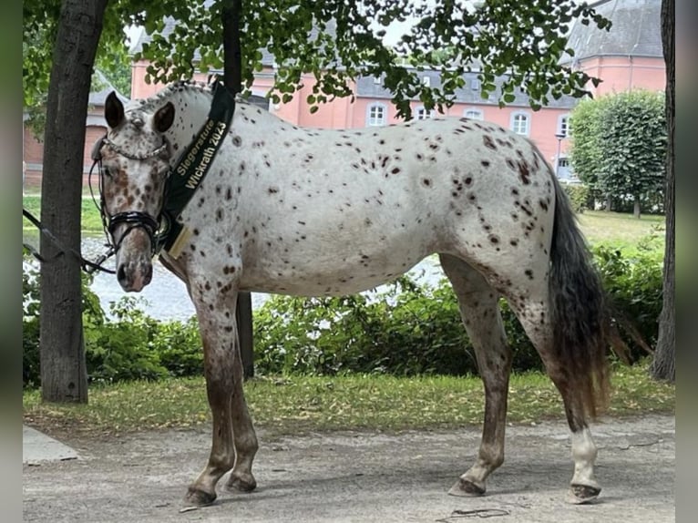 Knabstrup Mare 5 years 15,2 hh Leopard-Piebald in Steinau
