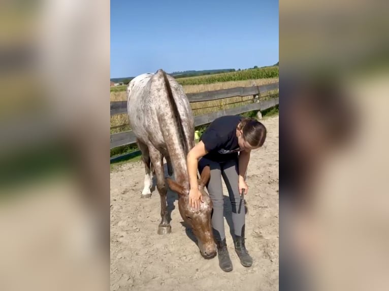 Knabstrup Mare 5 years 16,1 hh Leopard-Piebald in Marienmünster