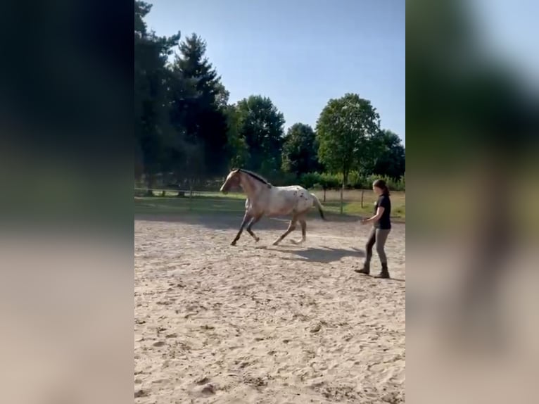 Knabstrup Mare 5 years 16,1 hh Leopard-Piebald in Marienmünster